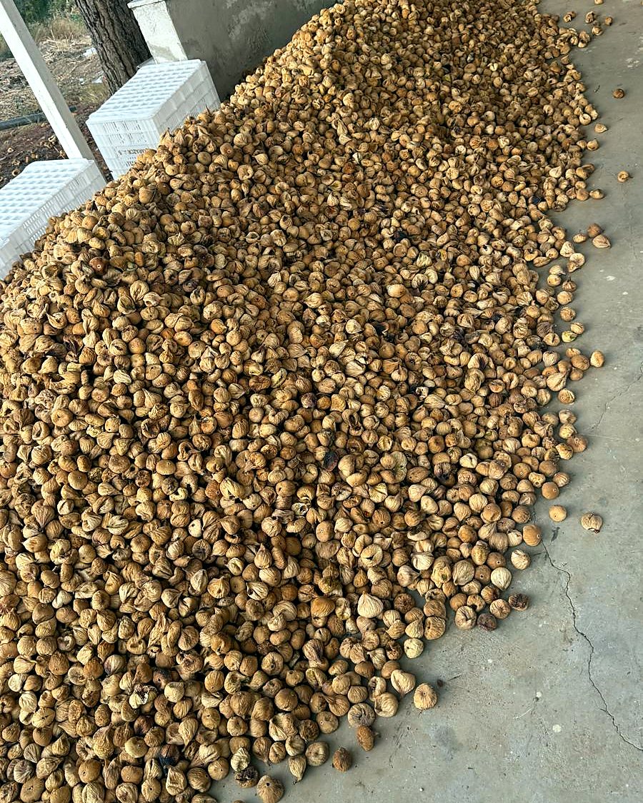 Zeytin ağaçlarının altında serilmiş, güneşte kuruyan incirler